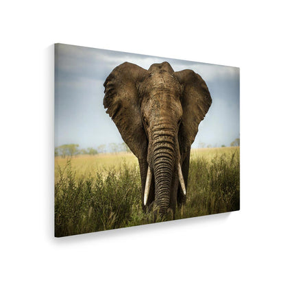 Canvasbild "Elefant - Afrika" Hauptbild